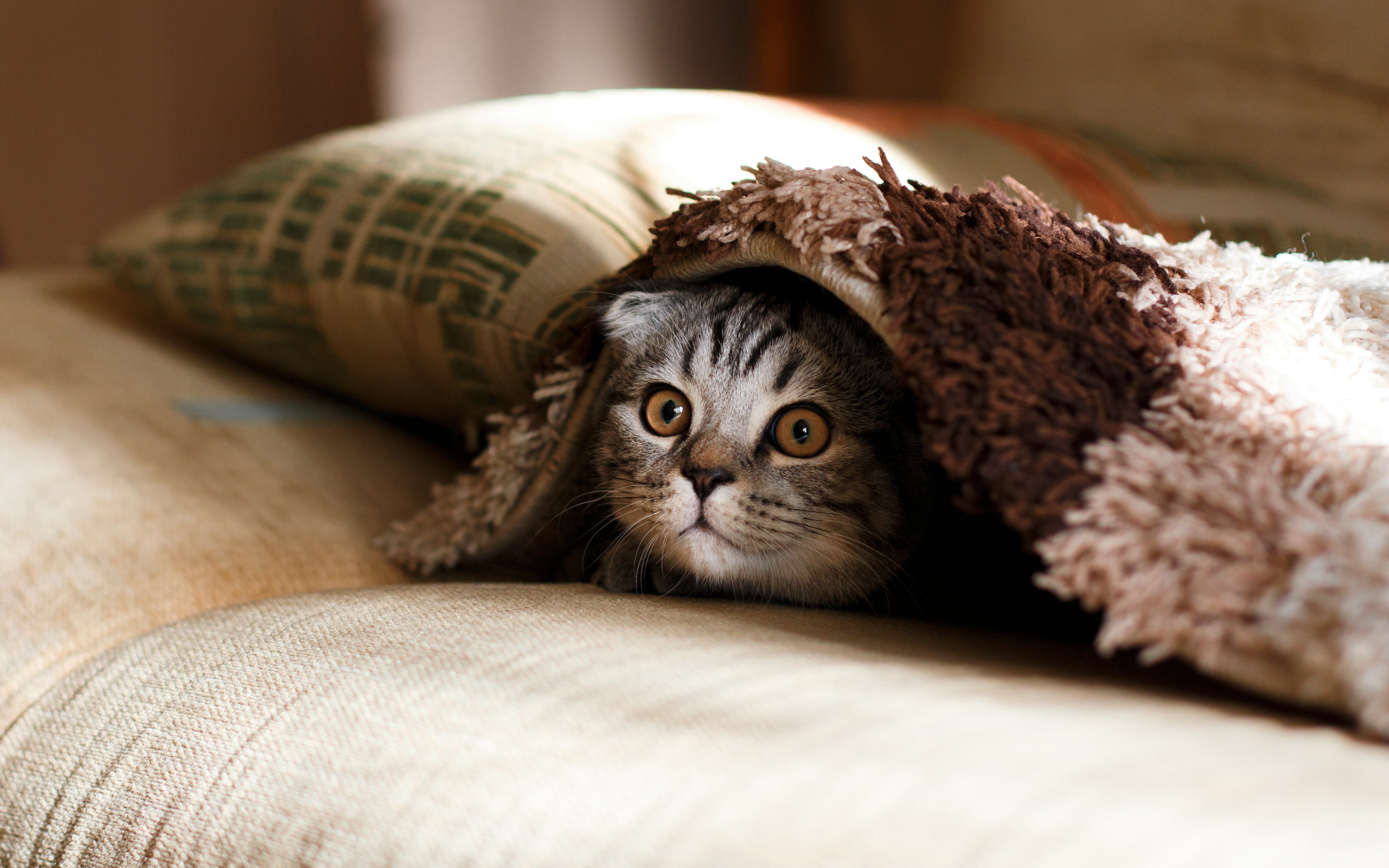 5 Reasons Why Every Cat Owner Needs an Automatic Litter Box