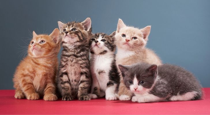 Cat Litter Box Transition, how to get cat to use new litter box reddit, how to attract cat to new litter box, new litter box cat won't use